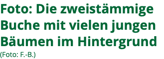 Foto: Die zweistämmige Buche mit vielen jungen Bäumen im Hintergrund (Foto: F.-B.)